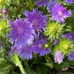 Stokesia laevis 花