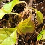 Pyrola elliptica Leaf