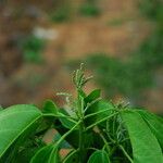 Discoglypremna caloneura Hoja