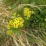 Tanacetum vulgareപുഷ്പം