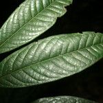 Inga retinocarpa Leaf