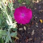 Lychnis flos-jovis Flower