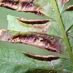 Pteris pteridioides Folio