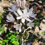 Asphodelus macrocarpus Цветок
