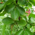 Lagerstroemia indica List