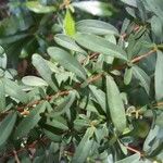 Hypericum hypericoides Листок