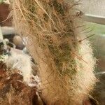 Oreocereus trollii Yaprak