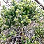 Phylica nitida عادت داشتن