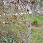 Leucadendron salignum Bark