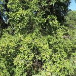 Diospyros texana Hábito