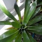 Catopsis sessiliflora Leaf