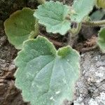 Asarina procumbens Leaf