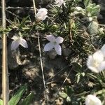 Stenaria nigricans Flower