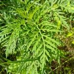 Ambrosia artemisiifolia Лист