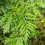 Ambrosia artemisiifolia Leaf