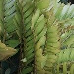 Zamia furfuraceaLeht