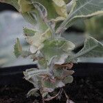 Nicotiana tomentosa Blad