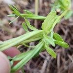 Legousia hybrida Blatt