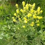 Barbarea vulgaris Habit