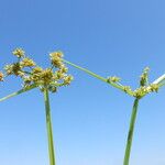 Cyperus difformis Kukka