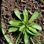 Plantago virginica Blatt