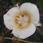 Calochortus subalpinus Flower