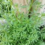 Galium verrucosum पत्ता