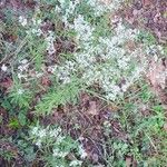 Eupatorium hyssopifolium Pokrój