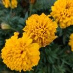 Tagetes erectaBlüte