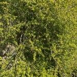 Melaleuca styphelioides Blatt