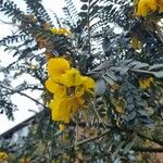 Sophora denudata Blomst