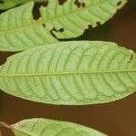 Iryanthera hostmannii 葉