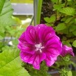 Malva arboreaBlomma