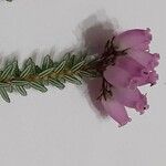 Erica erigena Bloem