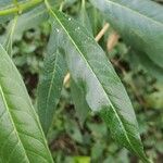 Asclepias curassavica Folha