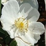 Rosa spinosissima Цвят