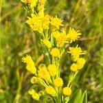 Solidago sempervirens Flor