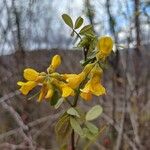 Hippocrepis emerus Blomma