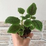 Pilea mollis Frunză