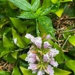 Cedronella canariensis Fula