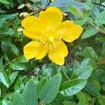 Hypericum patulum 花