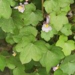 Cymbalaria muralisFlower