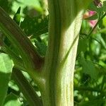 Chenopodium giganteum ᱪᱷᱟᱹᱞᱤ