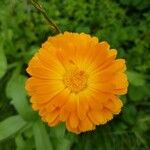 Calendula officinalisFlor