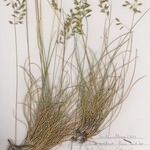 Festuca lemanii Habitatea