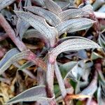 Callisia navicularis 葉