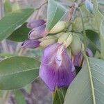 Clitoria fairchildiana Flower