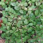Myrsine africana Likasa