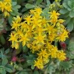 Sedum palmeriFloro