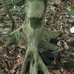 Drypetes glabra Bark